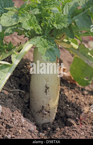 Légumes verts Raphanus sativus Radis blanc growing in field, Maharashtra, Inde Banque D'Images
