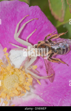 Houghton (Misumena vatia araignée crabe) sur un wild rose blossom qui se nourrit d'une abeille (Apis pris spp) Banque D'Images
