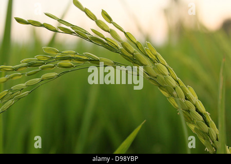 Close up d'un tas de rizière Kerala Inde Banque D'Images