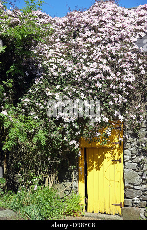 Clematis montana croissant sur une pierre byre, dans le comté de Monaghan, Irlande Banque D'Images