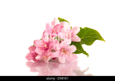 Weigel de belles fleurs sur fond blanc Banque D'Images