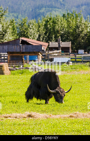 Circle F Ranch, yak tibétain ferme, autoroute, Tonsina Edgartown ; Alaska, USA Banque D'Images