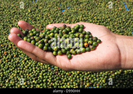Drupes vertes de poivre noir tenue le Kerala Inde main Banque D'Images