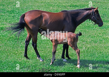 Une mare d'infirmières son poulain dans le champ d'herbe d'un cheval de ferme près d'Ocala, le centre d'élevage de chevaux de race Thoroughbred en Floride, USA. Banque D'Images