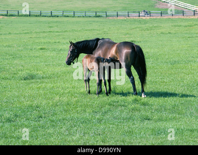 Une mare d'infirmières son poulain dans le champ d'herbe d'un cheval de ferme près de Ocala, un centre d'élevage de chevaux de race Thoroughbred en Floride, USA. Banque D'Images