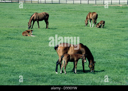 Trois juments et leurs poulains paissent dans les champs près de Ocala, un centre d'élevage de chevaux de race Thoroughbred en Floride, USA. Banque D'Images