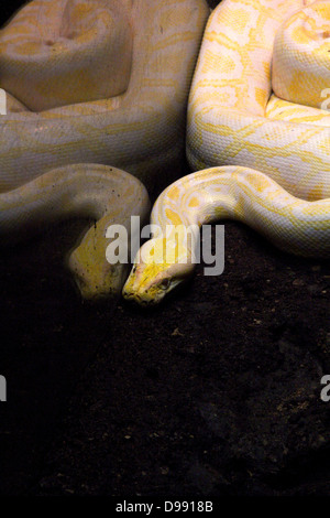 un python jaune Banque D'Images