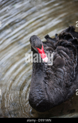 Cygne noir - Cygnus atratus - homme Banque D'Images