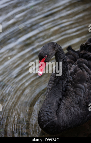 Cygne noir - Cygnus atratus - homme Banque D'Images