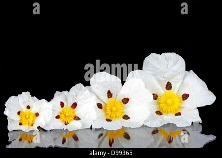 Gum ciste - Cistus ladanifer - dans les domaines de la santé de l'Alentejo, Portugal Banque D'Images