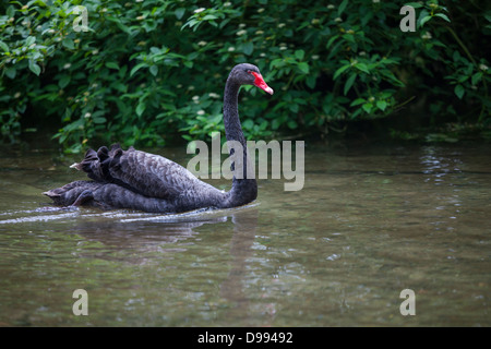 Cygne noir - Cygnus atratus - homme Banque D'Images