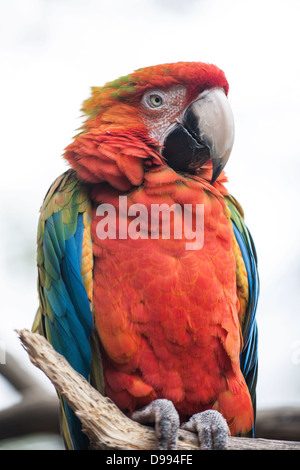 'Diamond' une Macaw de race croisée en captivité. Banque D'Images