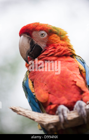 'Diamond' une Macaw de race croisée en captivité. Banque D'Images