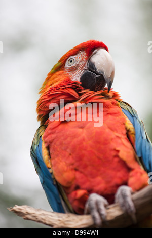 'Diamond' une Macaw de race croisée en captivité. Banque D'Images