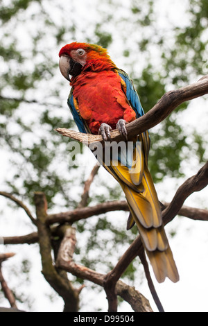 'Diamond' une Macaw de race croisée en captivité. Banque D'Images