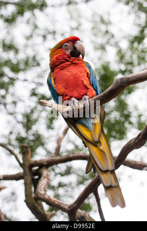 'Diamond' une Macaw de race croisée en captivité. Banque D'Images