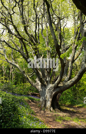 Vieux Chêne arbre dans un bois de Cornouailles, Royaume-Uni Banque D'Images