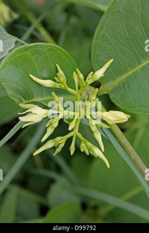 Feuilles de cire, grimpeur, salsepareille indienne Cryptolepis buchananii Banque D'Images