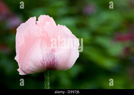 Papaver orientale. Pavot rose pâle dans un jardin anglais. Banque D'Images