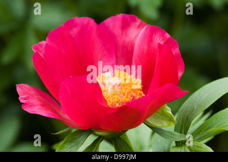 Paeonia officinalis flower. Banque D'Images