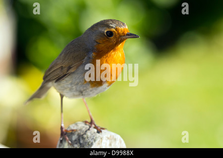 European Robin (Erithacus rubecula aux abords) Banque D'Images