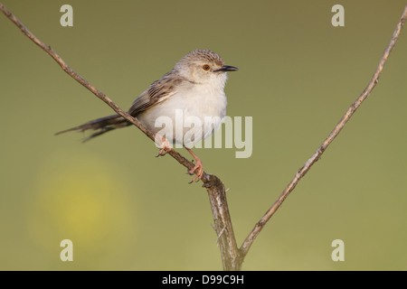 Paruline gracieux, gracieuse, Prinia gracile Prinia, Streifenprinie Banque D'Images