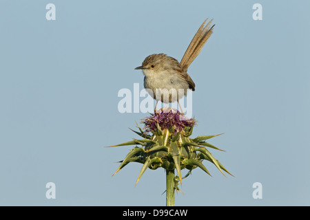 Paruline gracieux, gracieuse, Prinia gracile Prinia, Streifenprinie Banque D'Images