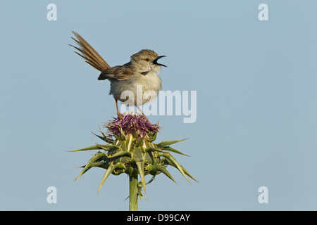 Paruline gracieux, gracieuse, Prinia gracile Prinia, Streifenprinie Banque D'Images