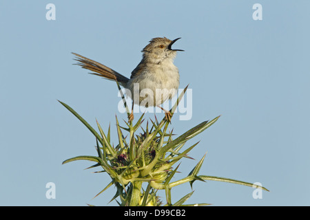 Paruline gracieux, gracieuse, Prinia gracile Prinia, Streifenprinie Banque D'Images