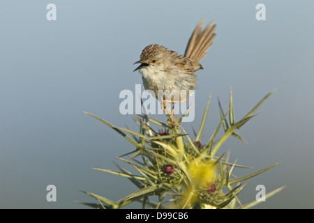 Paruline gracieux, gracieuse, Prinia gracile Prinia, Streifenprinie Banque D'Images