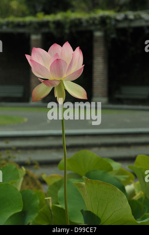 Un nénuphar rose dans l'Auckland Jardins d'hiver. Banque D'Images