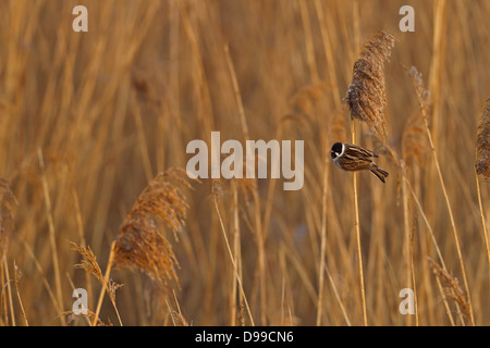 Rohrammer, Reed Bunting, Emberiza schoeniclus, bruant des roseaux, escribano palustre Banque D'Images