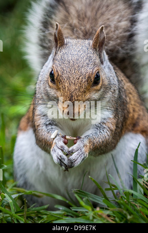 Image frontale d'un écureuil gris de manger les graines dans l'herbe Banque D'Images