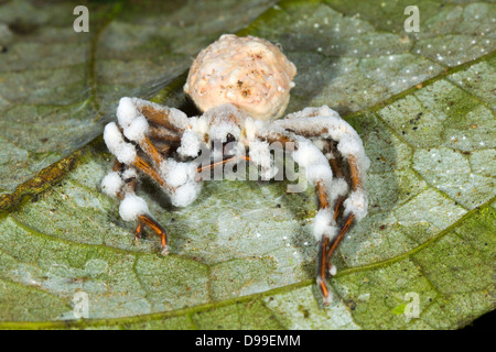 Grand parasités spider et tué par un champignon Cordyceps dans le sous-étage de la forêt tropicale, l'Équateur Banque D'Images