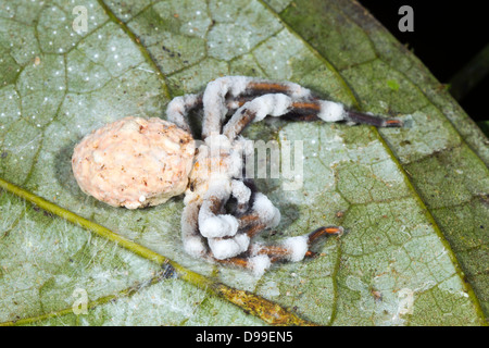 Grand parasités spider et tué par un champignon Cordyceps dans le sous-étage de la forêt tropicale, l'Équateur Banque D'Images