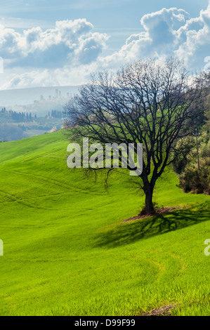 Un arbre isolé dans un paysage de Toscane, Toscane, Italie Banque D'Images