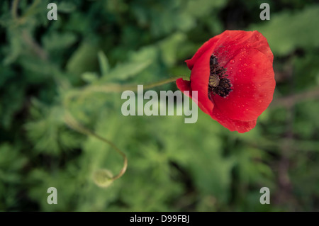 Libre d'un coquelicot rouge contre l'herbe verte en Toscane, Italie Banque D'Images