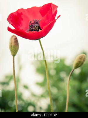 Libre d'un coquelicot rouge contre l'herbe verte en Toscane, Italie Banque D'Images