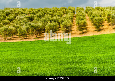 Paysage toscan avec des oliviers et d'herbes près de San Gimignano, Toscane, Italie Banque D'Images