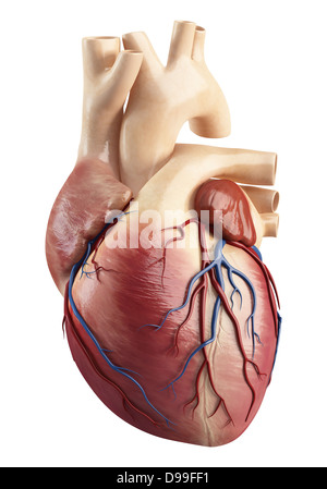 Anatomie du cœur de la structure de l'intérieur Banque D'Images