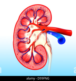 Anatomie du rein vue intérieure sous une forme différente Banque D'Images