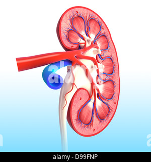 Anatomie du rein vue intérieure sous une forme différente Banque D'Images