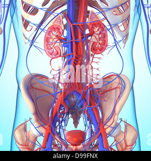 Anatomie du rein vue intérieure sous une forme différente Banque D'Images