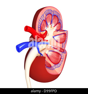 Anatomie du rein vue intérieure sous une forme différente Banque D'Images