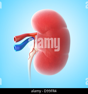 Anatomie du rein vue intérieure sous une forme différente Banque D'Images