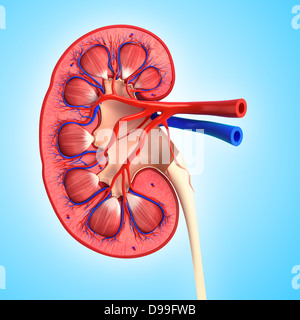 Anatomie du rein vue intérieure sous une forme différente Banque D'Images