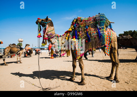 Chameau chameau décorées à Pushkar Fair, Pushkar, Ajmer, Rajasthan, Inde Banque D'Images