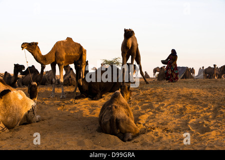 Des chameaux à Pushkar Camel Fair, Pushkar, Ajmer, Rajasthan, Inde Banque D'Images