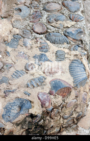 Libre de fossiles intégrés dans la chaussée, Villa de Leyva, Colombie, Amérique du Sud Banque D'Images