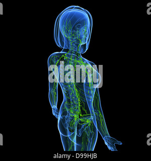 Système lymphatique du corps féminin anatomie en forme de rayons x Banque D'Images